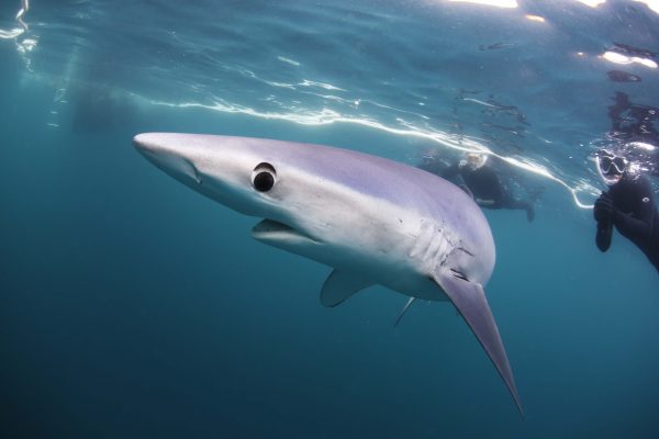 Blue Shark Snwimming UK 600x400 - Gallery